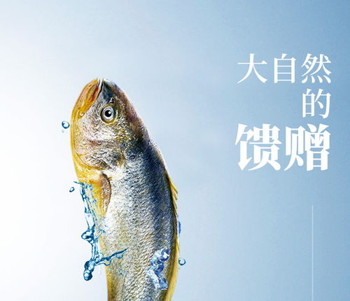 溫州特產(chǎn)冰鮮黃魚(yú)0.7 0.9斤 條的6條